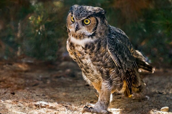 Il gufo reale Vergine è un uccello che cammina da solo