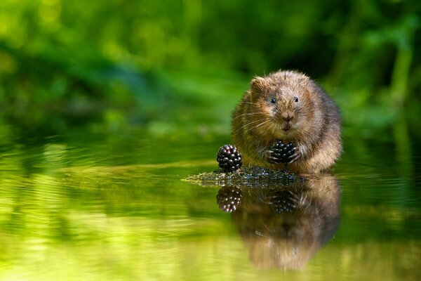 Rat d eau avec yazevika