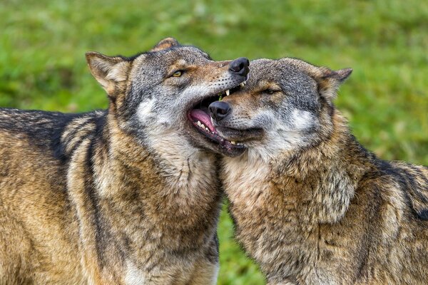 Couple de loups jouant ensemble