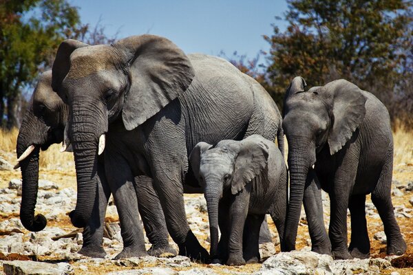 Famiglia di elefanti africani in natura