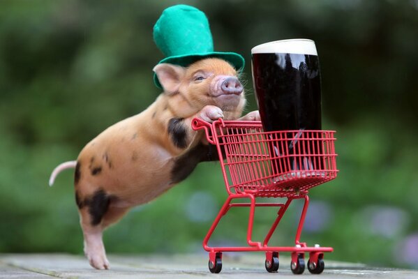 A spotted piglet in a green hat rolls a red cart with dark beer