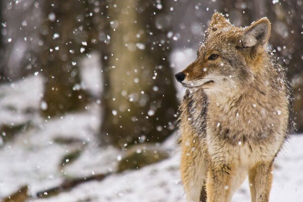 Wiesenwolf im Schnee