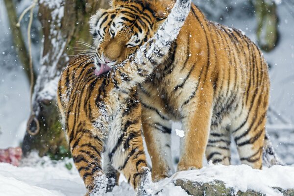 Tigre de Amur en invierno cubierto de nieve