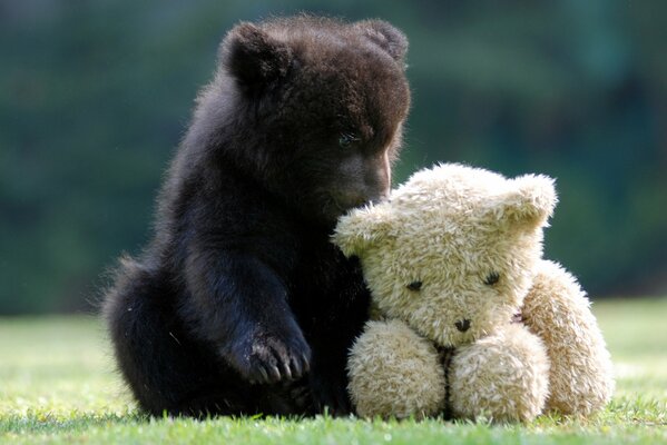 A teddy bear sitting with a white teddy bear