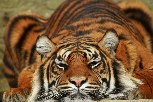 Der Tiger schläft ruhig unter den Sonnenstrahlen