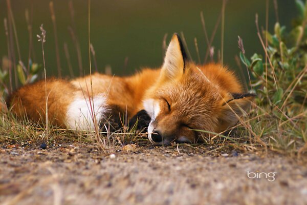 Photo of a fox cub sleeping in the forest