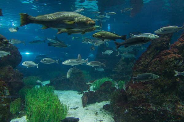 Lebt es sich gut für Unterwasserbewohner im Aquarium?