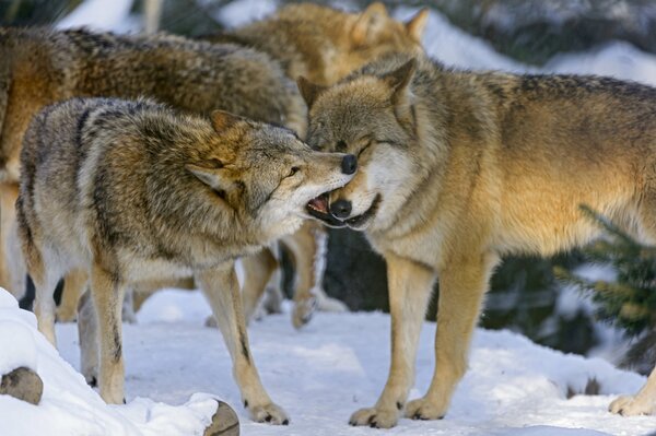 Wolf pack game in winter