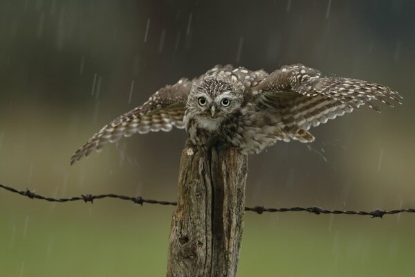 Zaun Vogel Eule Regen Tropfen