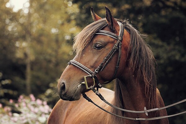 Caballo en un arnés en el fondo de la naturaleza