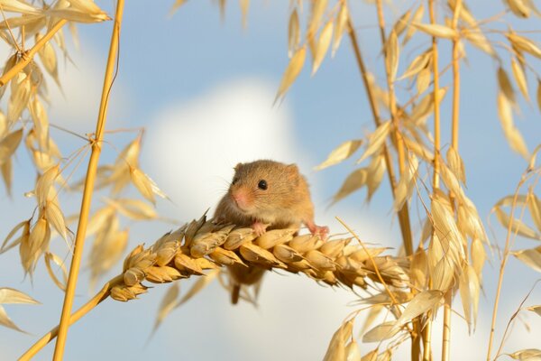 Ratón almacena grano para el invierno