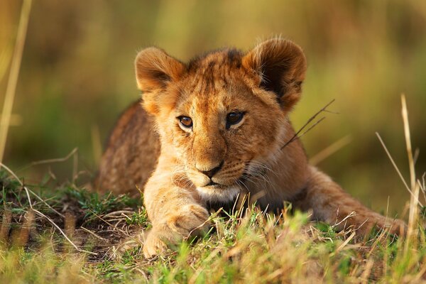 Photo of a wild lion cub