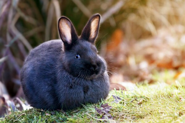 Ein flauschiger Wollklumpen sitzt auf dem Rasen