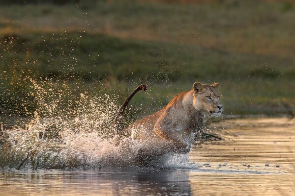 Leona corre a través del río hacia la presa