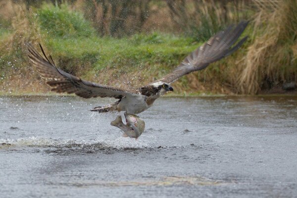 A huge bird caught a fish and takes off over the river