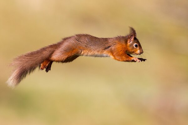 Amazing squirrel in the middle of a jump