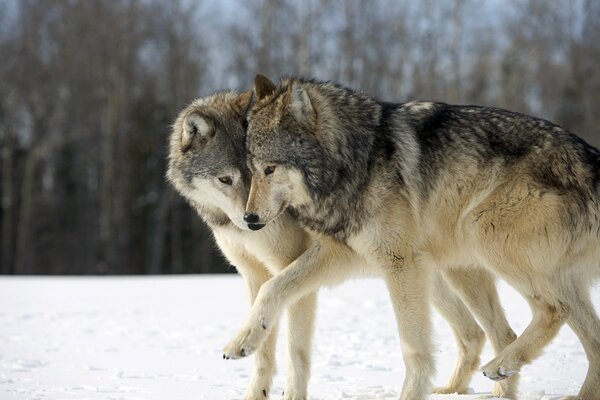 Two wolves against the background of winter nature