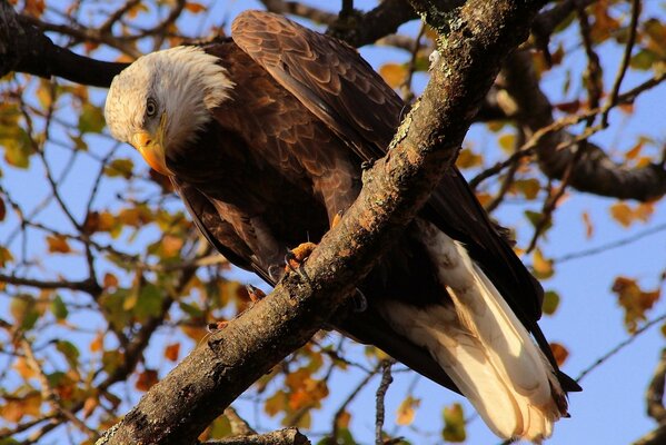 Ein Weißkopfseeadler sitzt auf einem Ast