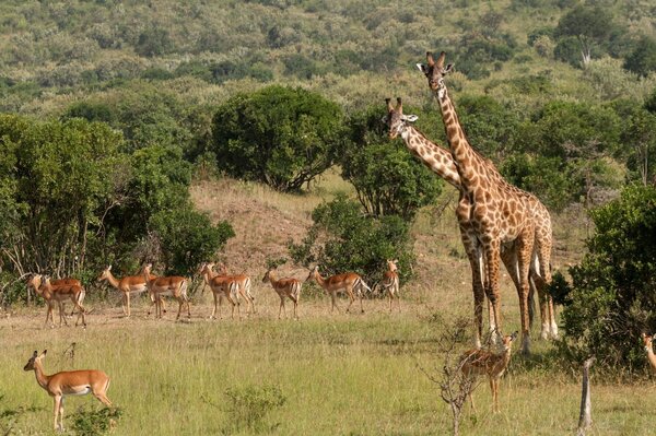 Troupeau d animaux dans la nature