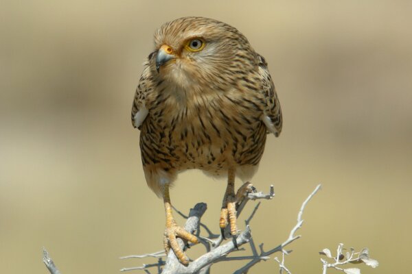 The falcon is sitting on a dry branch