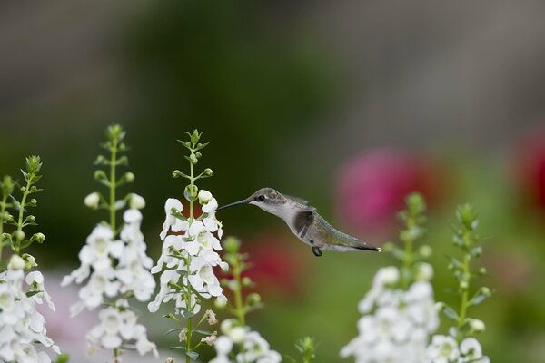 Hummingbird bird over a flower bed