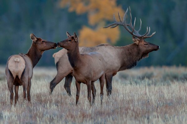 Famille de cerfs à l état sauvage