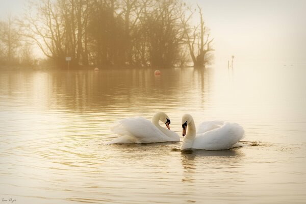 A pair of white swans on a foggy day