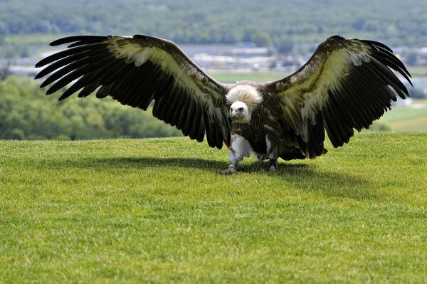 A bird of prey on the grass opened its wings