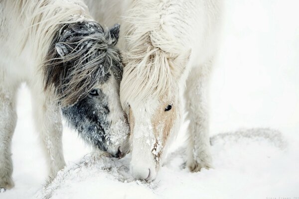 Horses snow nature white