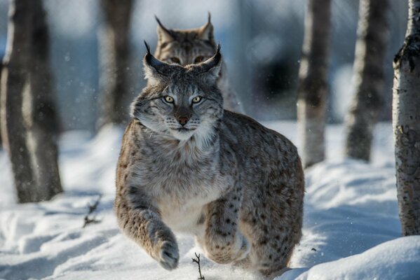 Wild lynx jump in the winter forest