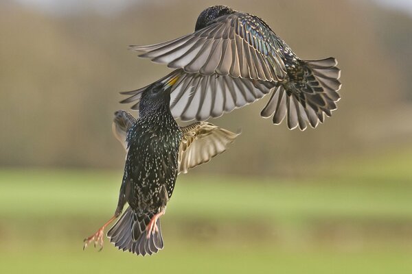 Aves estorninos batallas en el aire