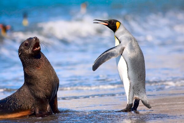 Pinguino che gioca con Navy SEAL