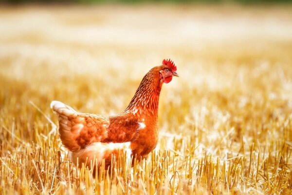 Poule Rousse sur le terrain