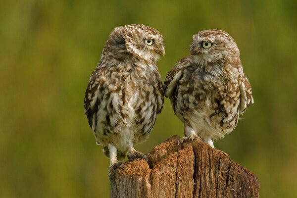 Deux oiseaux hiboux sur la souche