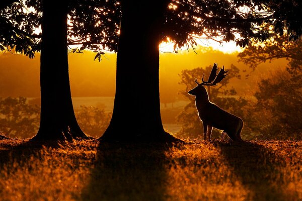 Amanecer en el bosque de ciervos en el fondo de esta belleza