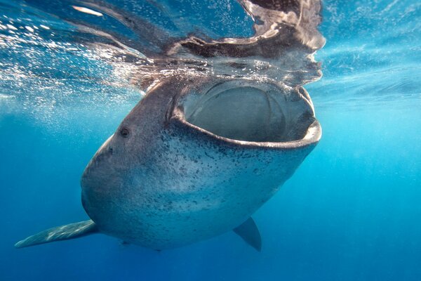 A whale in the sea is nature