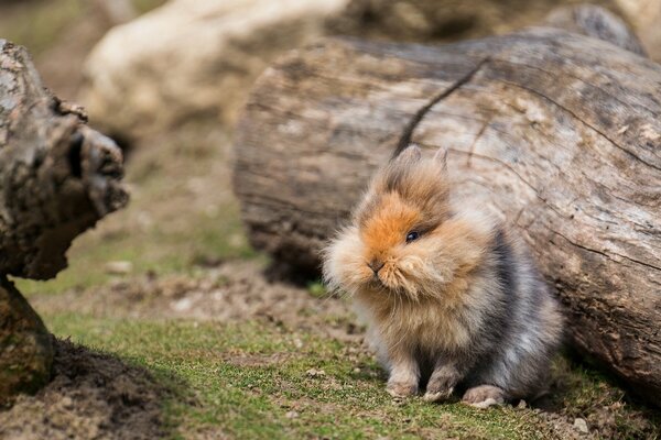 Dank der Färbung, dank der sich das flauschige Kaninchen hinter jedem Baumstamm verstecken kann