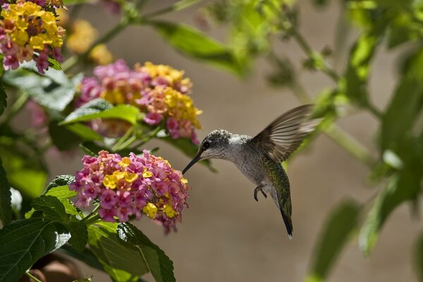 Kolibri-Vogel fliegt in einem schönen blühenden Garten