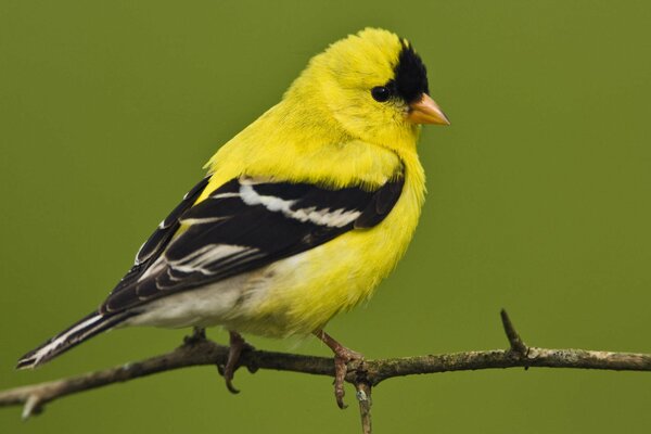 Oiseau jaune assis sur une branche