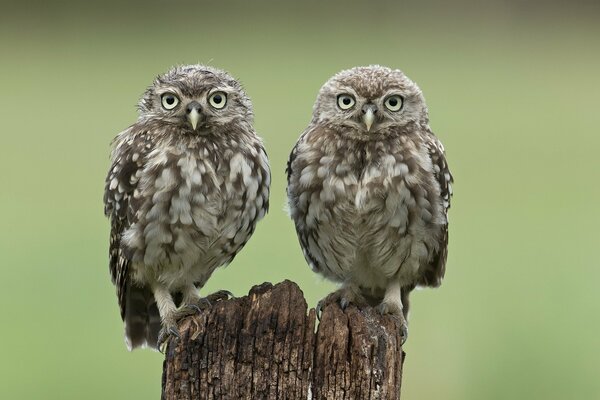 Deux hiboux similaires regardent