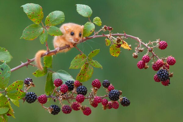 Eine kleine Maus sitzt auf einem Ast mit Beeren