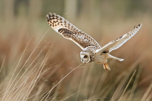 Hibou à la chasse dans le champ