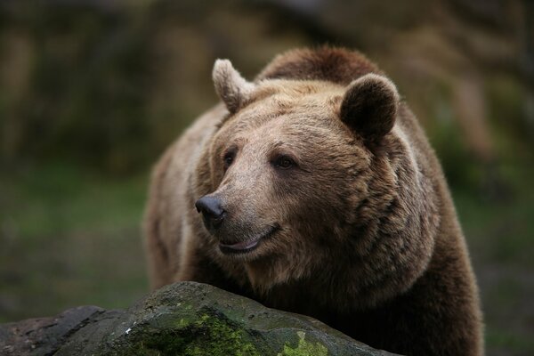 A beautiful curvy bear smiles, peeking out from behind a stone