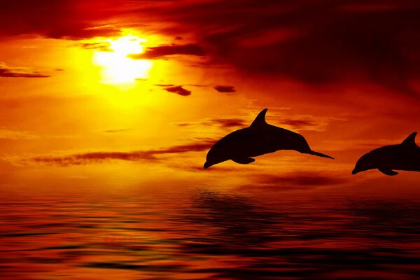 Hermosa puesta de sol con delfines en vuelo