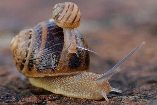 Un pequeño Caracol se arrastra sobre la concha de un gran Caracol