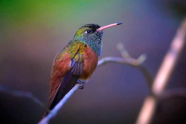 Pájaro brillante sentado en una rama