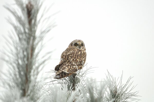 Hibou assis sur des aiguilles de pin sur fond blanc