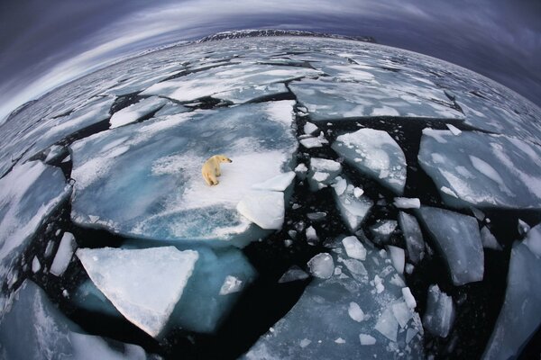 Ours polaire solitaire sur le glacier