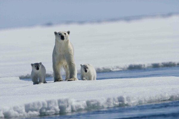 Trois ours blancs près de l eau