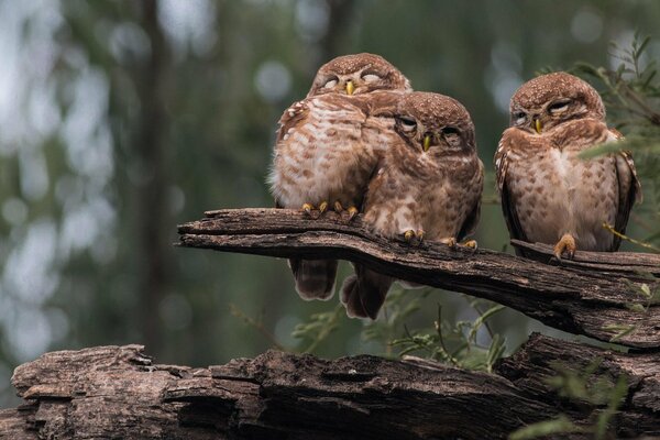 Three owls are sitting on a log in the forest